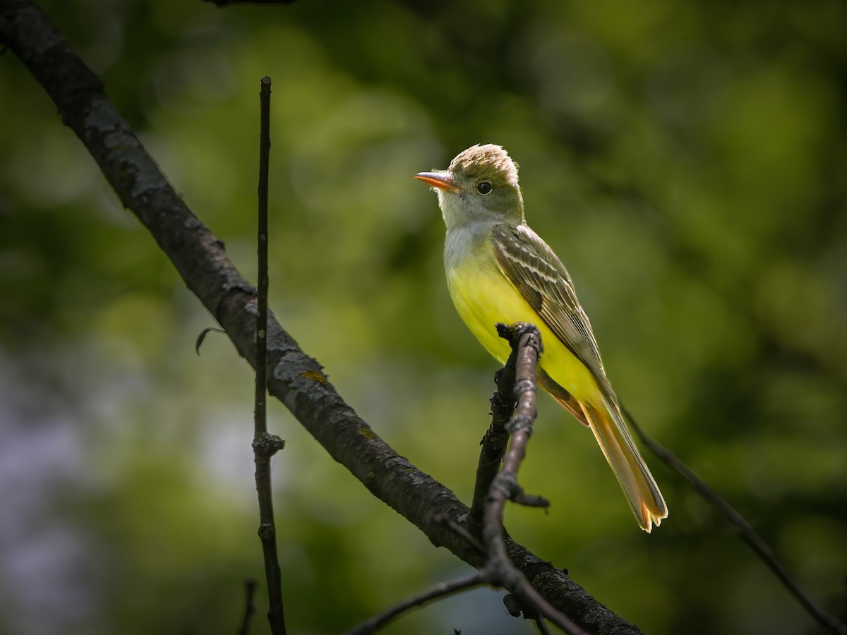 Great Crested Flycatcher - ML619538971