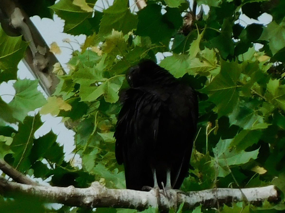 Black Vulture - ML619539081