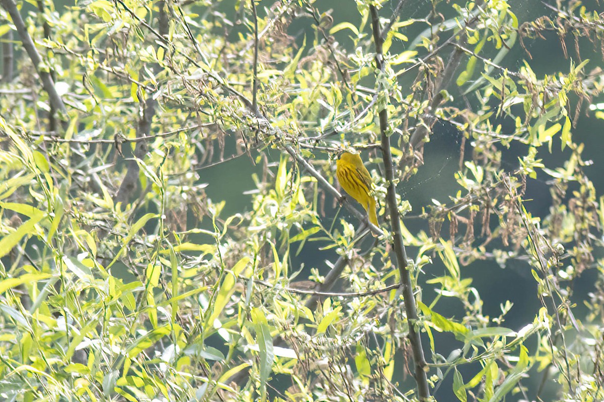 Yellow Warbler - ML619539109