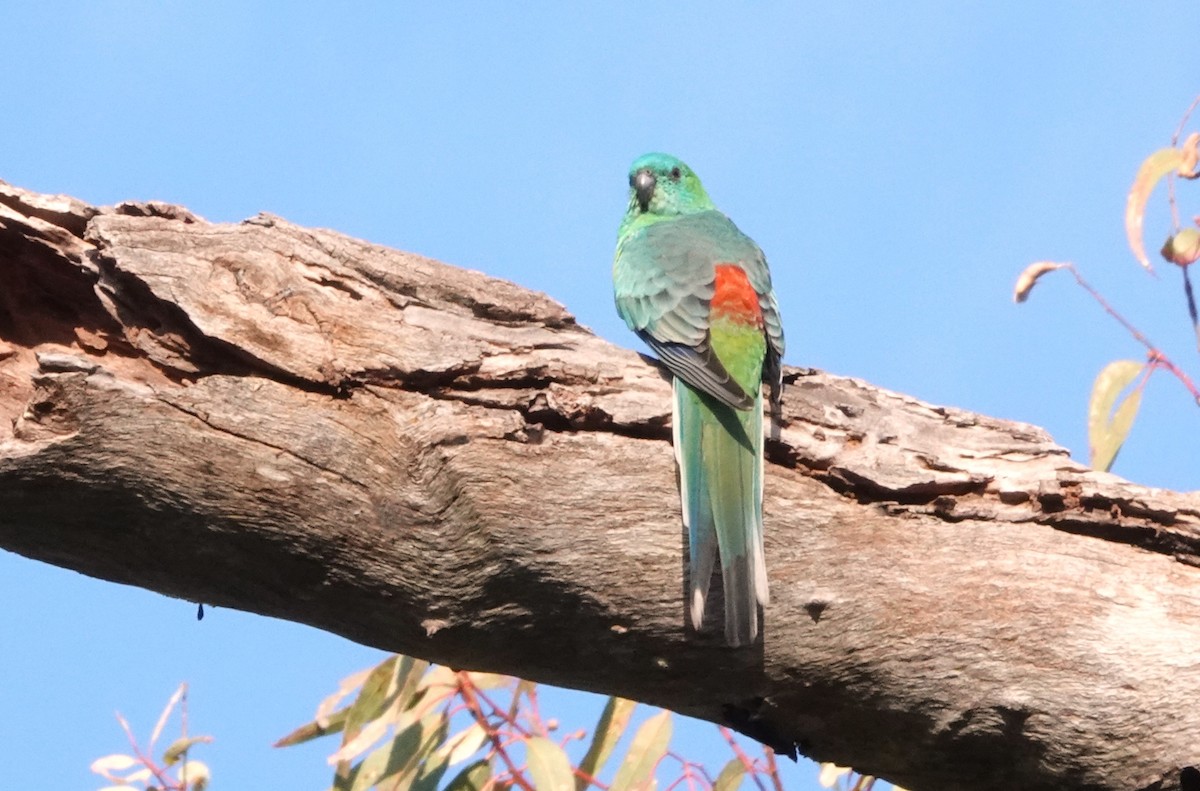 Red-rumped Parrot - ML619539174