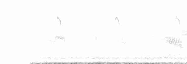 歐洲椋鳥 - ML619539201