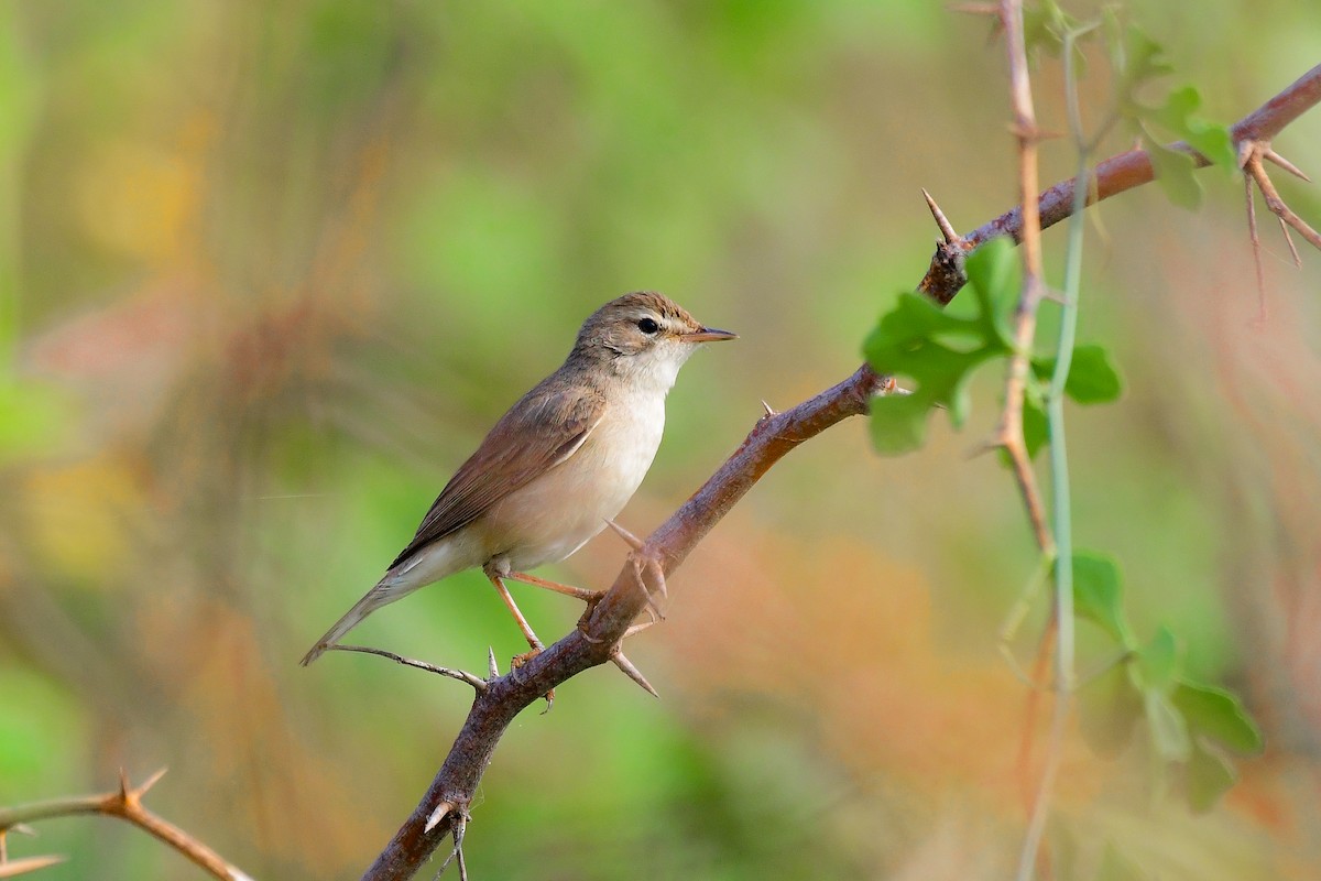 Booted Warbler - ML619539330