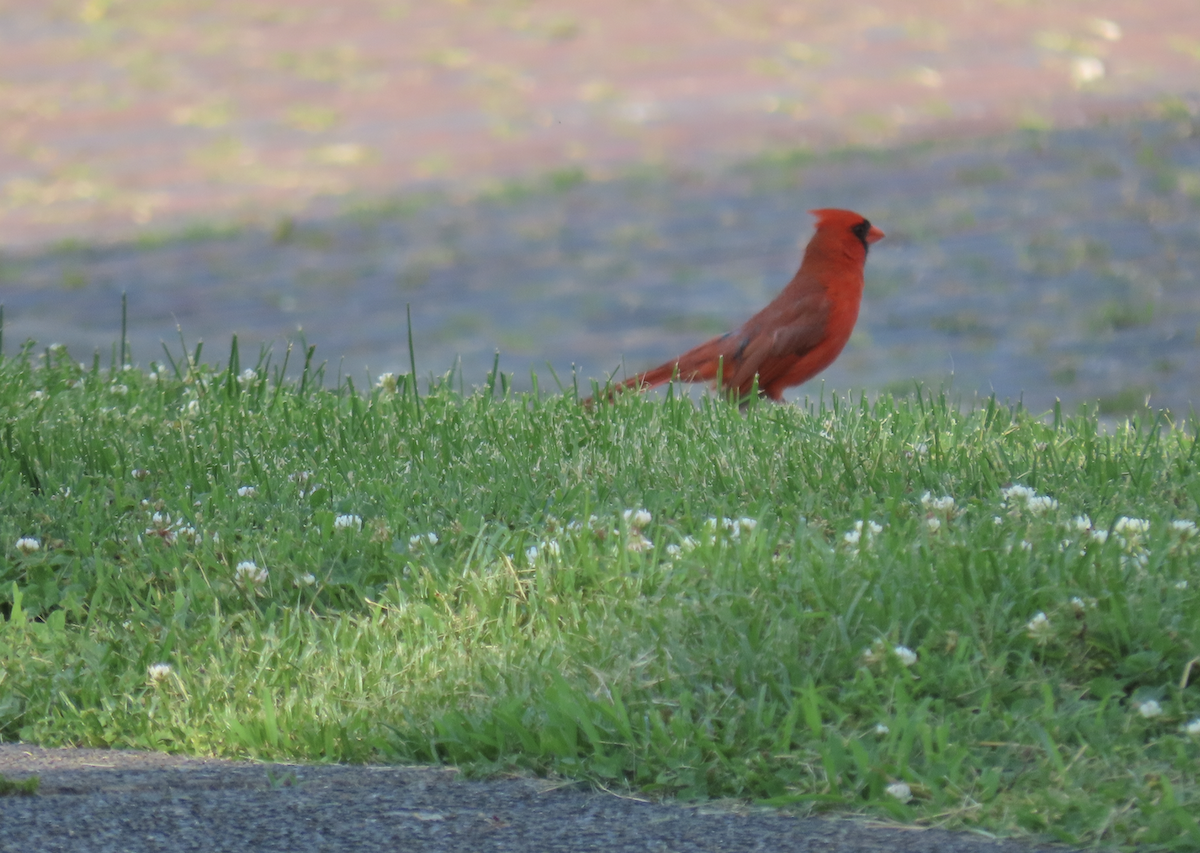 Cardinal rouge - ML619539331