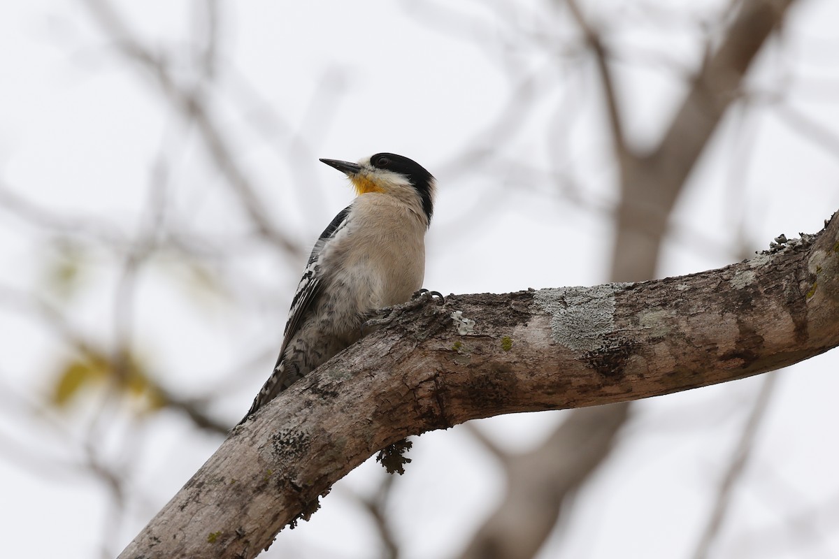 White-fronted Woodpecker - ML619539351