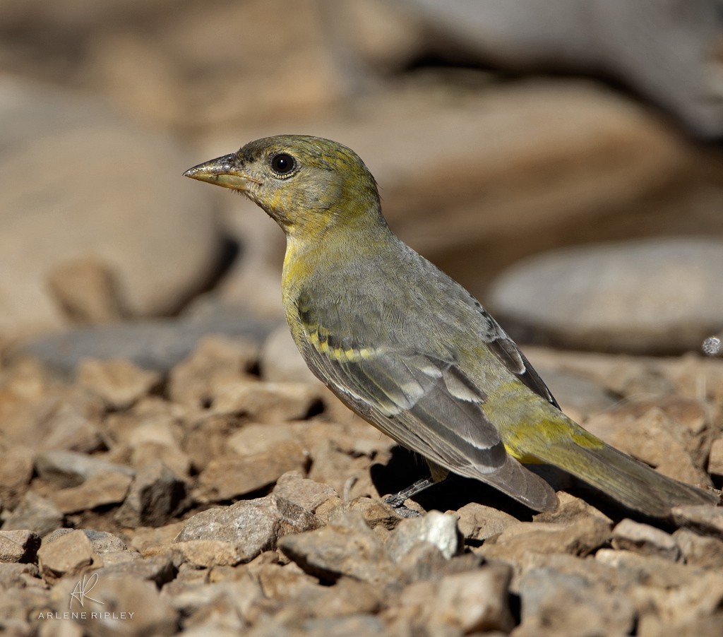 Western Tanager - ML619539367
