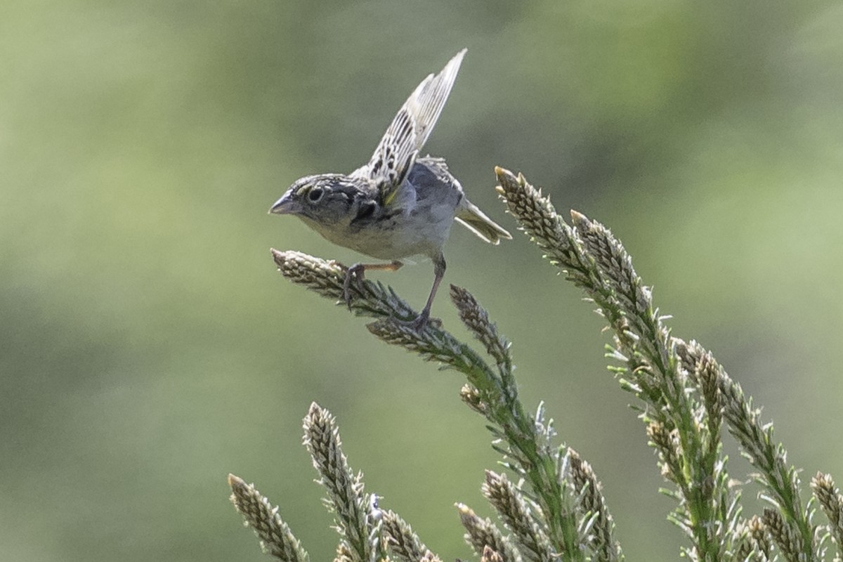 eBird Checklist 24 May 2024 Bolton Flats WMAPine Hill Rd