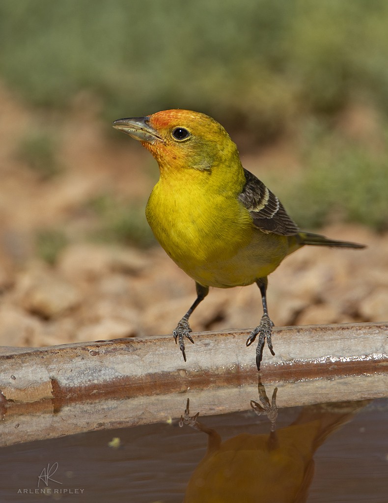 Western Tanager - ML619539372