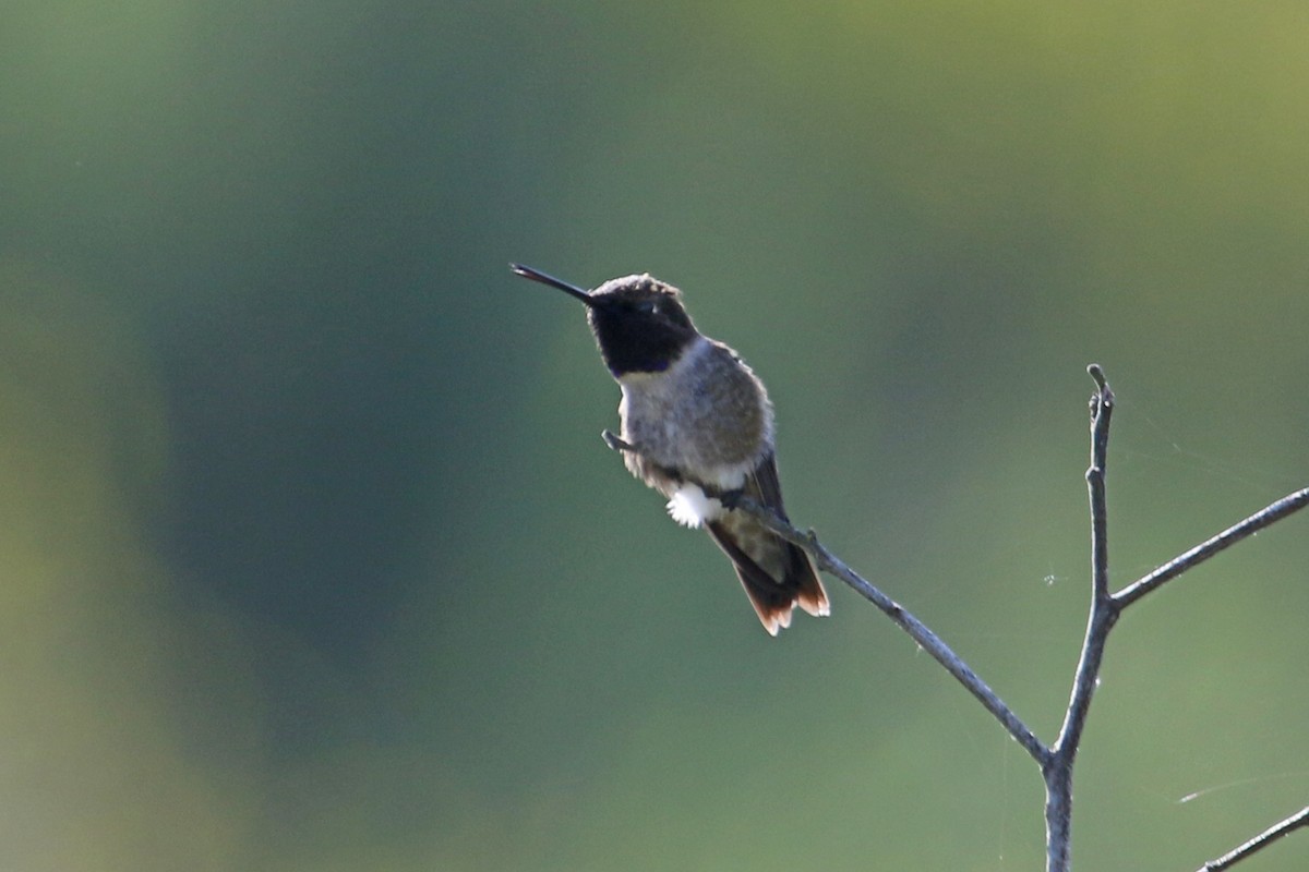 Black-chinned Hummingbird - ML619539380