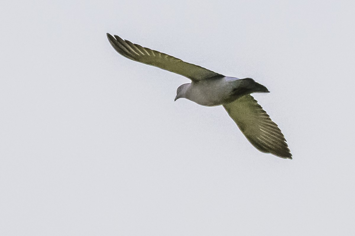 Spot-winged Pigeon - ML619539383