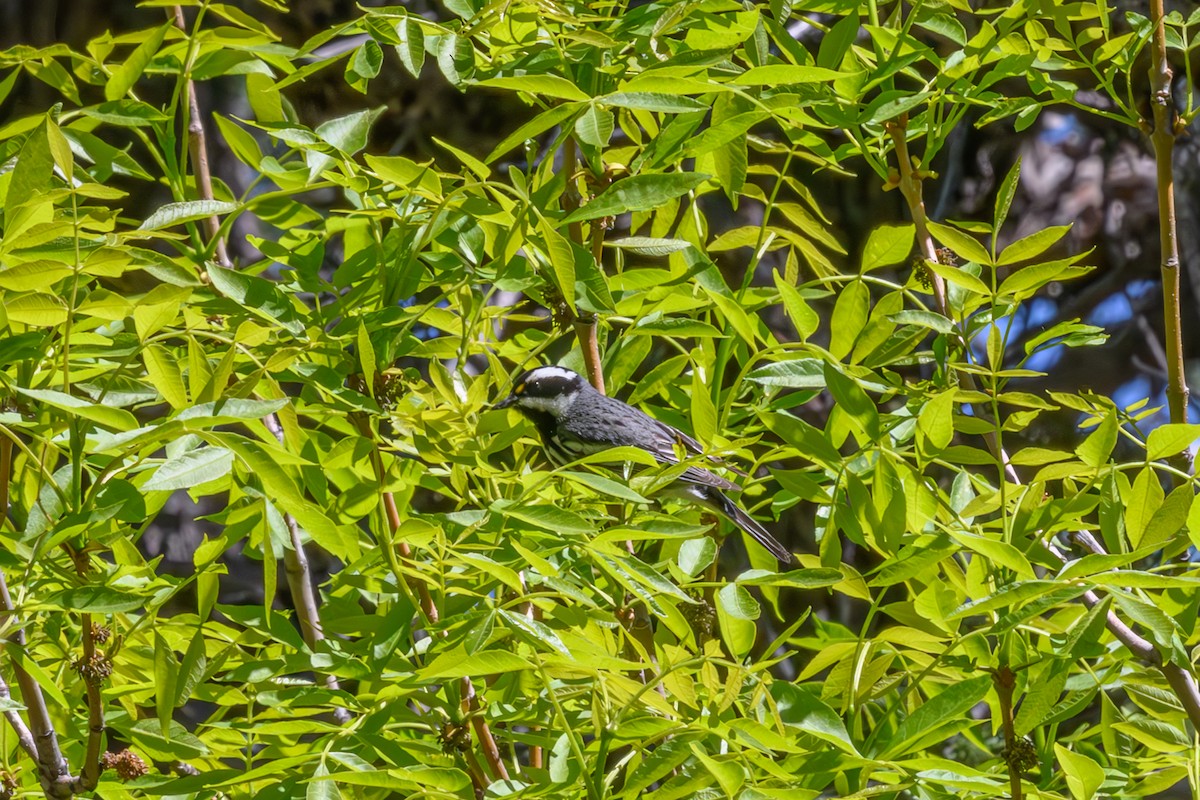 Black-throated Gray Warbler - ML619539404