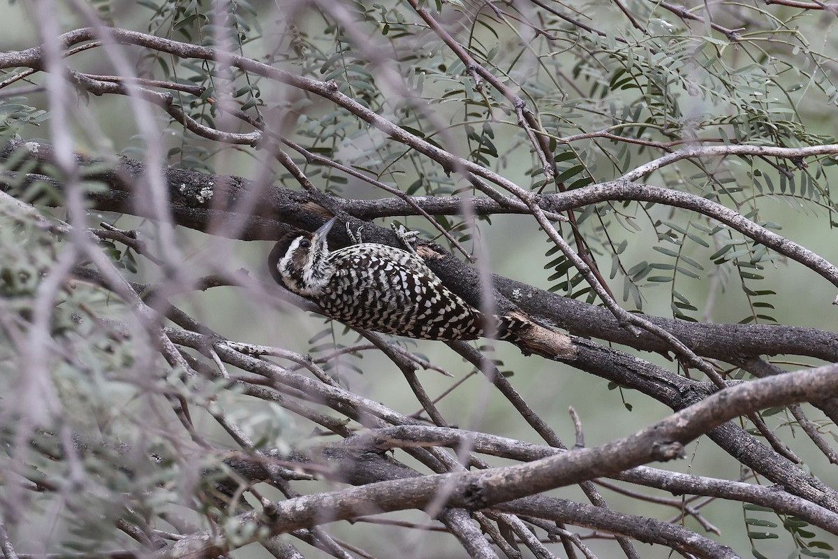 Checkered Woodpecker - ML619539435