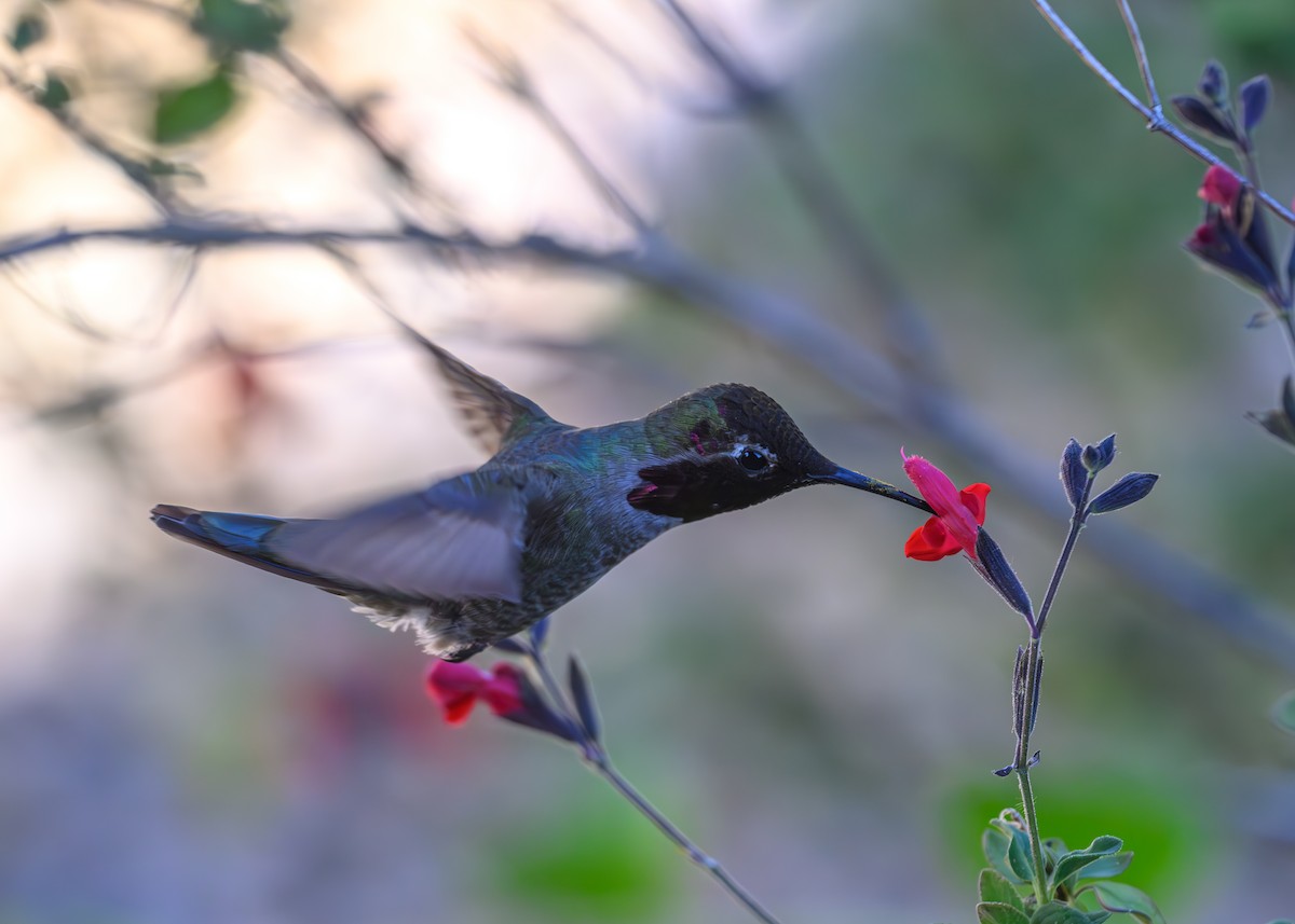 Anna's Hummingbird - ML619539442