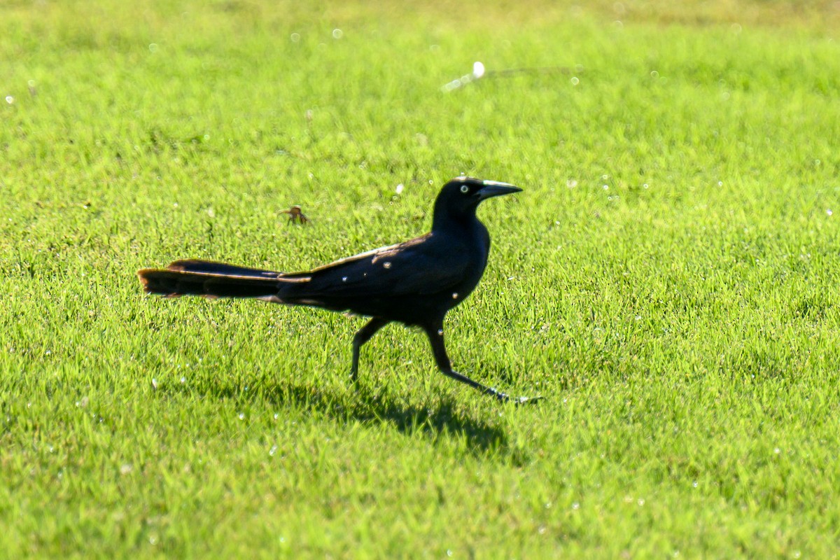 Great-tailed Grackle - ML619539469