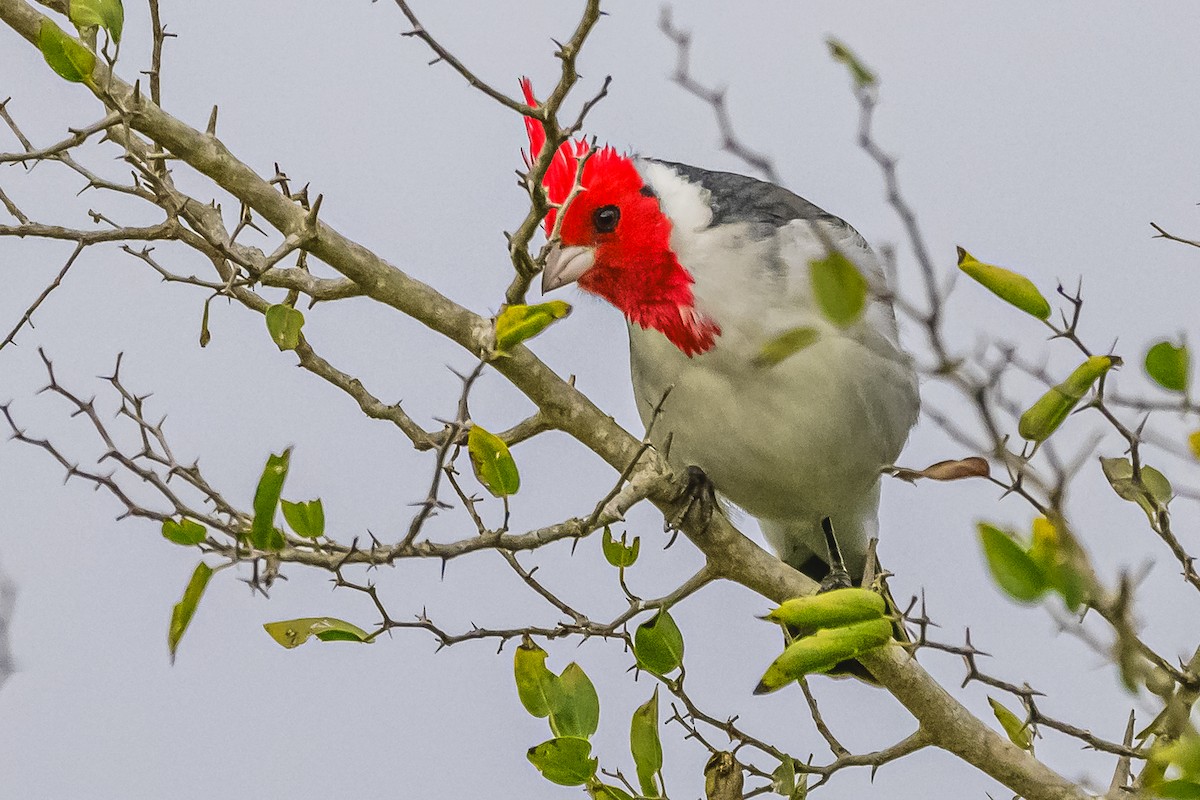 Red-crested Cardinal - ML619539489