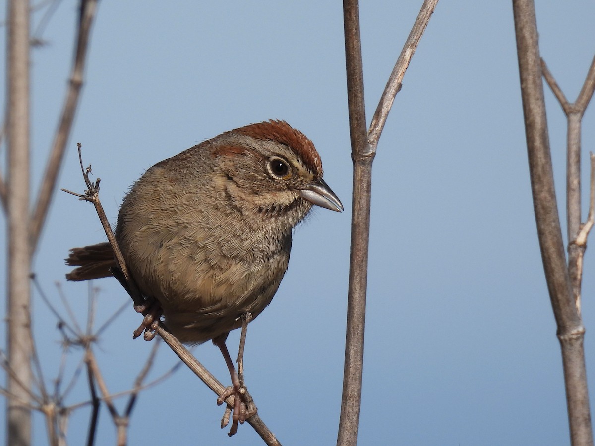 Rufous-crowned Sparrow - ML619539531