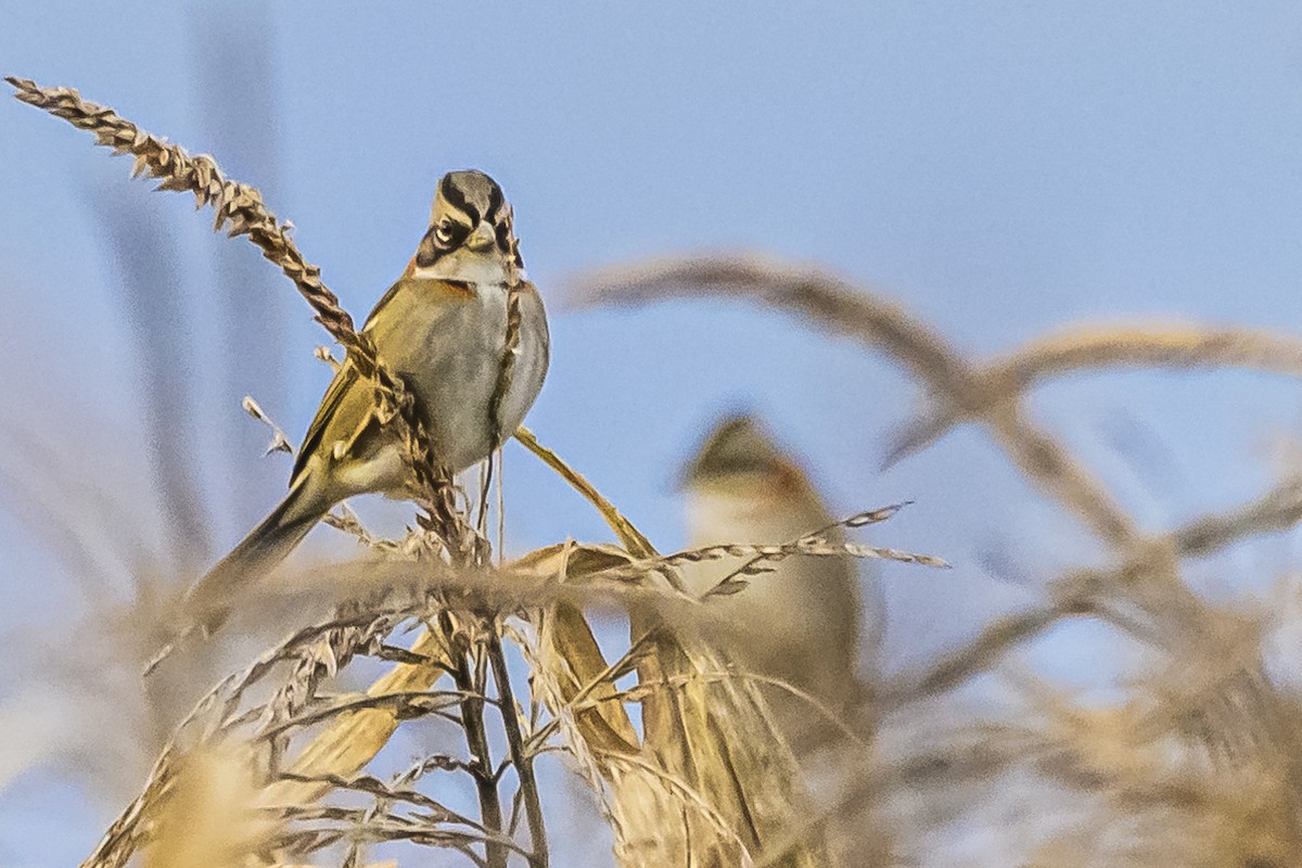 Rufous-collared Sparrow - ML619539561