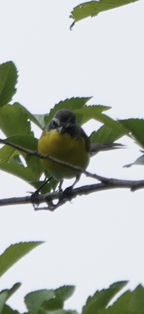 Yellow-breasted Chat - ML619539654