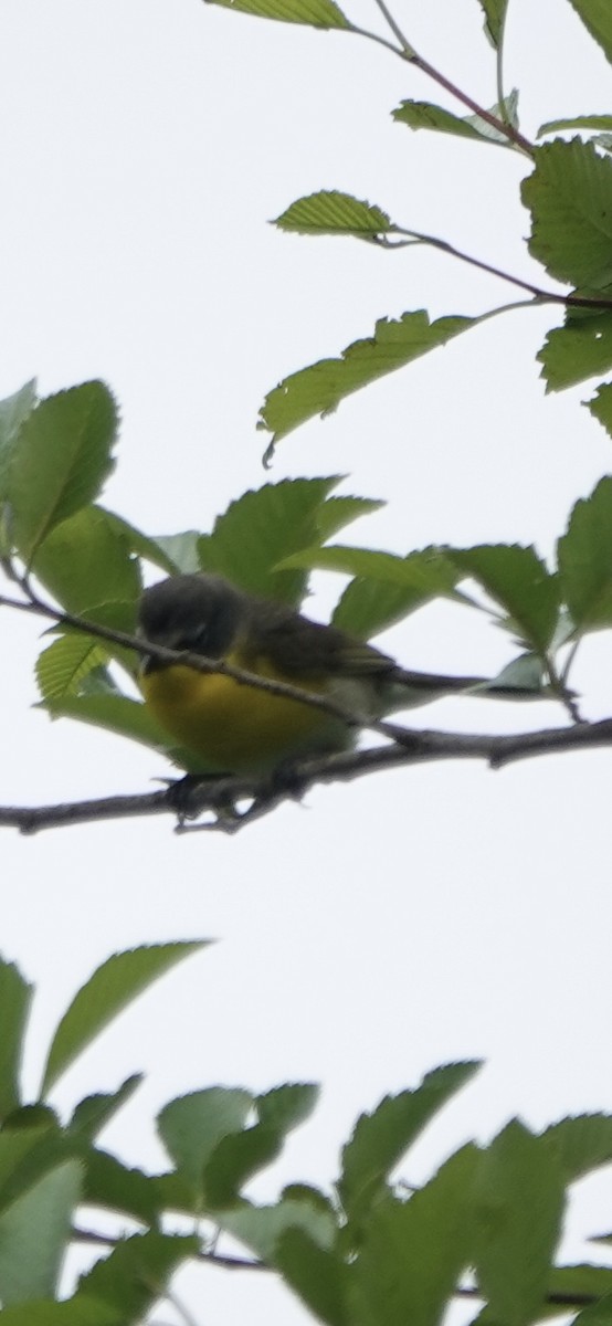 Yellow-breasted Chat - ML619539656