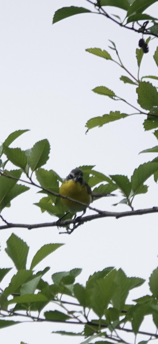 Yellow-breasted Chat - ML619539657