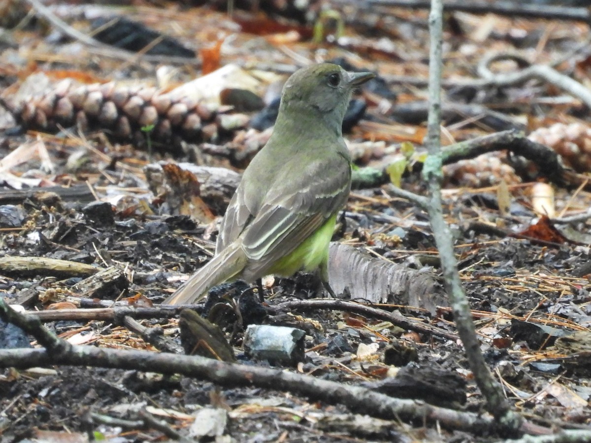 Great Crested Flycatcher - ML619539677