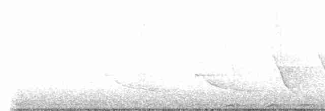 Chouette rayée - ML619539683