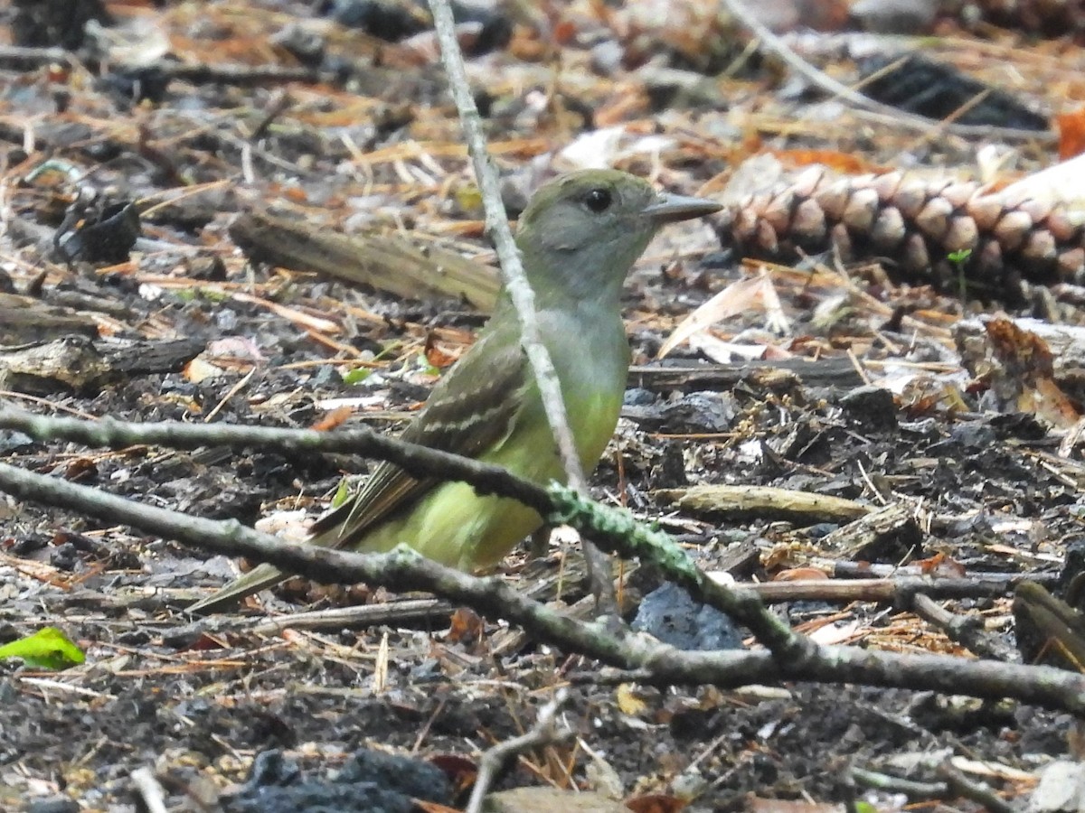 Great Crested Flycatcher - ML619539688