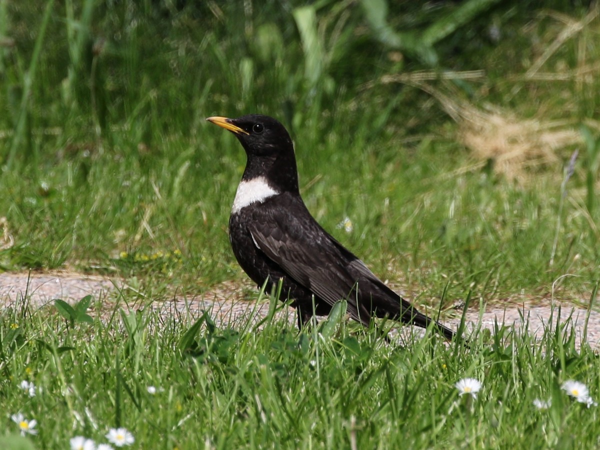 Ring Ouzel (Northern) - ML619539727