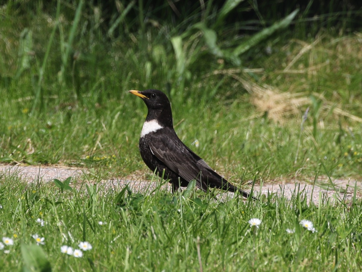 Ring Ouzel (Northern) - ML619539728