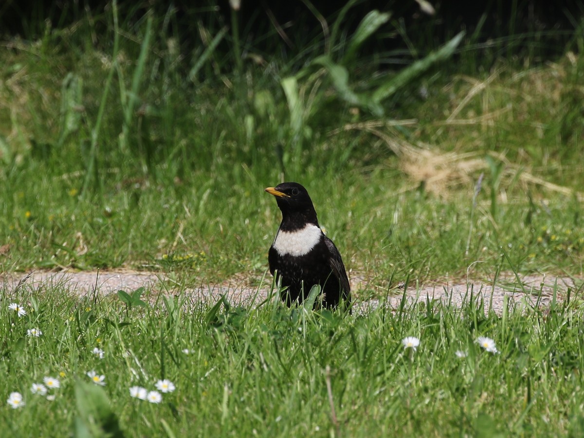 Ring Ouzel (Northern) - ML619539729