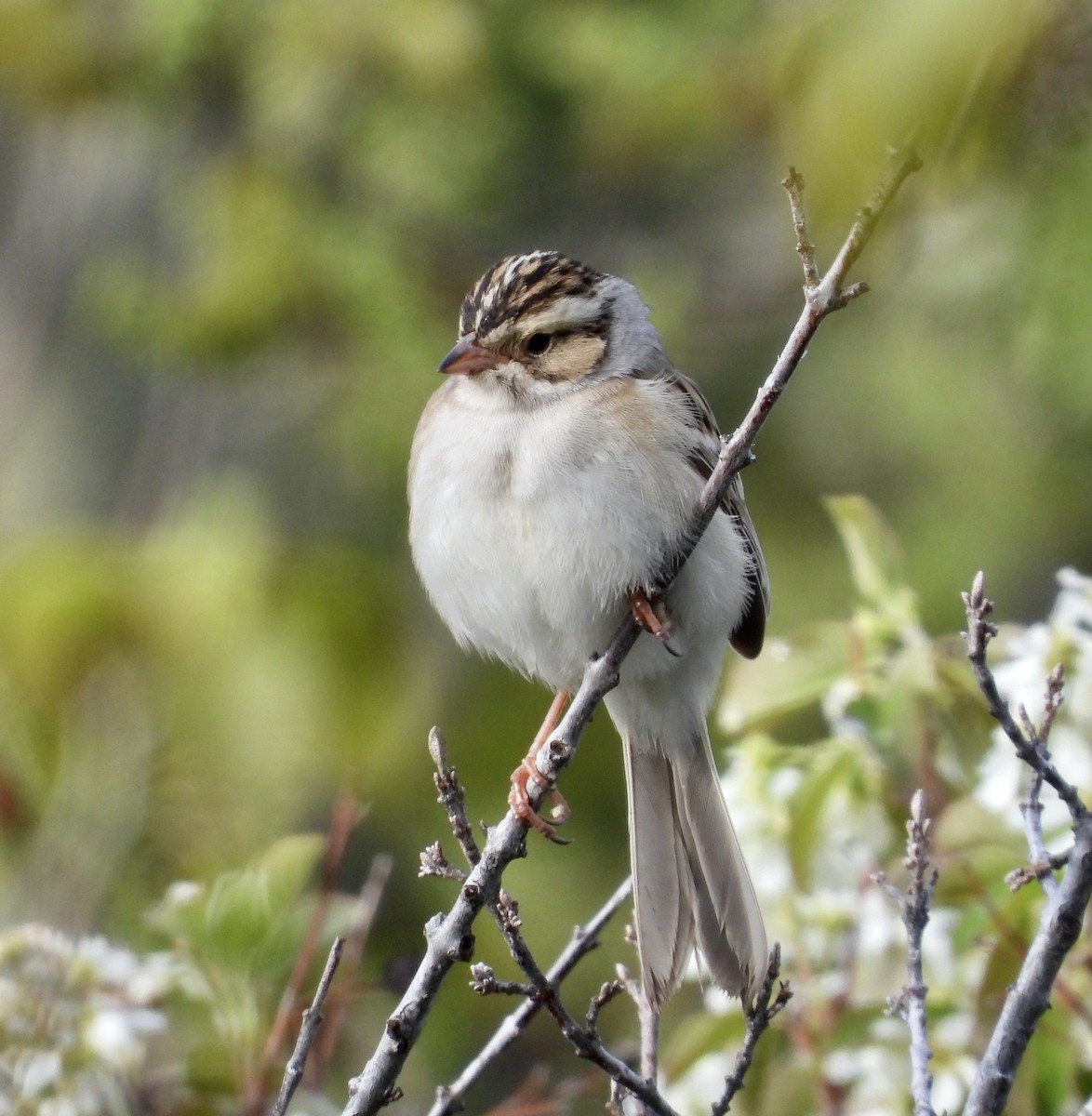 Clay-colored Sparrow - ML619539750