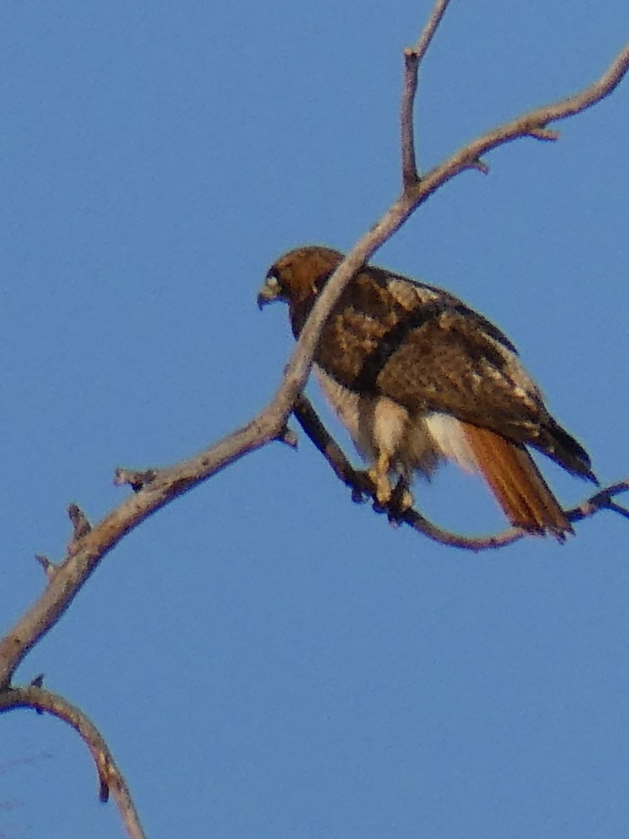 Red-tailed Hawk - ML619539766