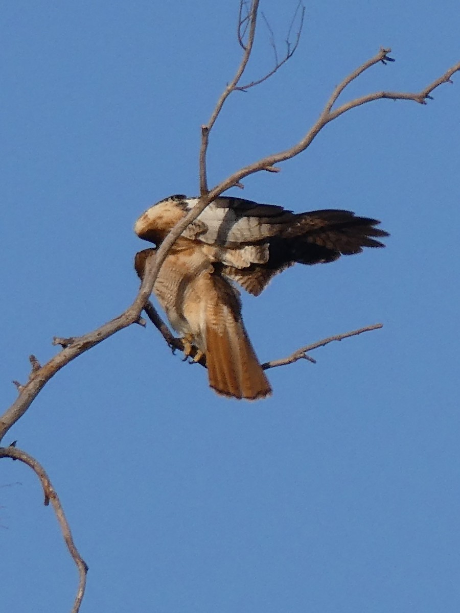 Red-tailed Hawk - ML619539772