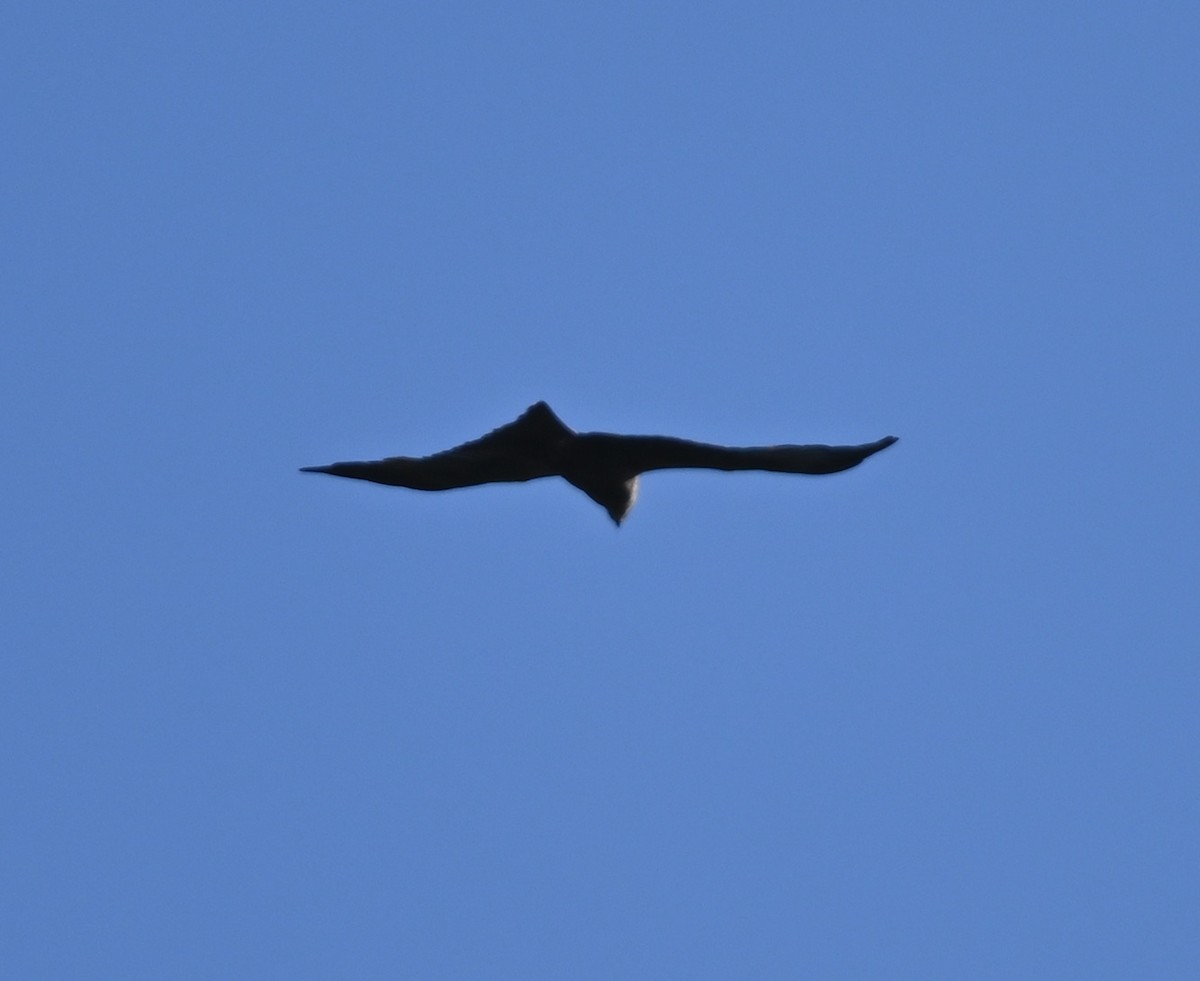 Black Kite - ML619539777