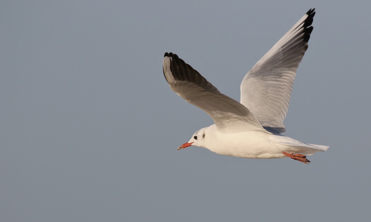 Mouette rieuse - ML619539797