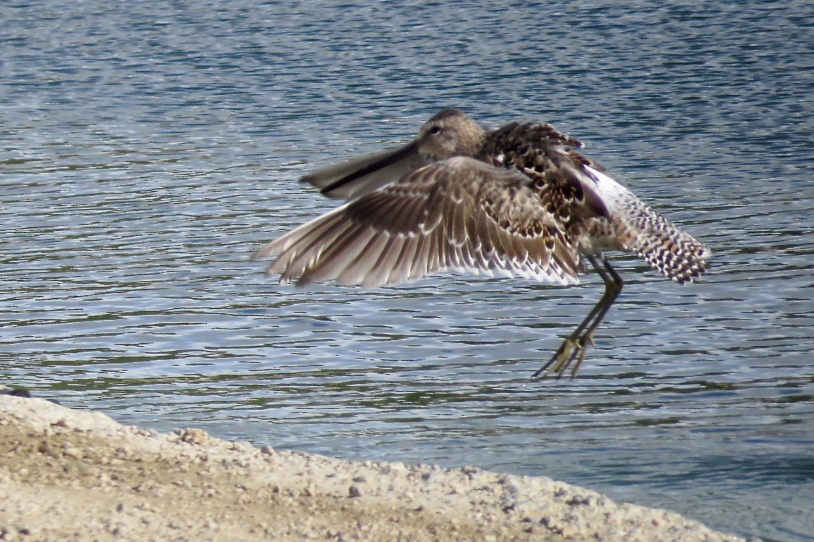 Long-billed Dowitcher - ML619539895