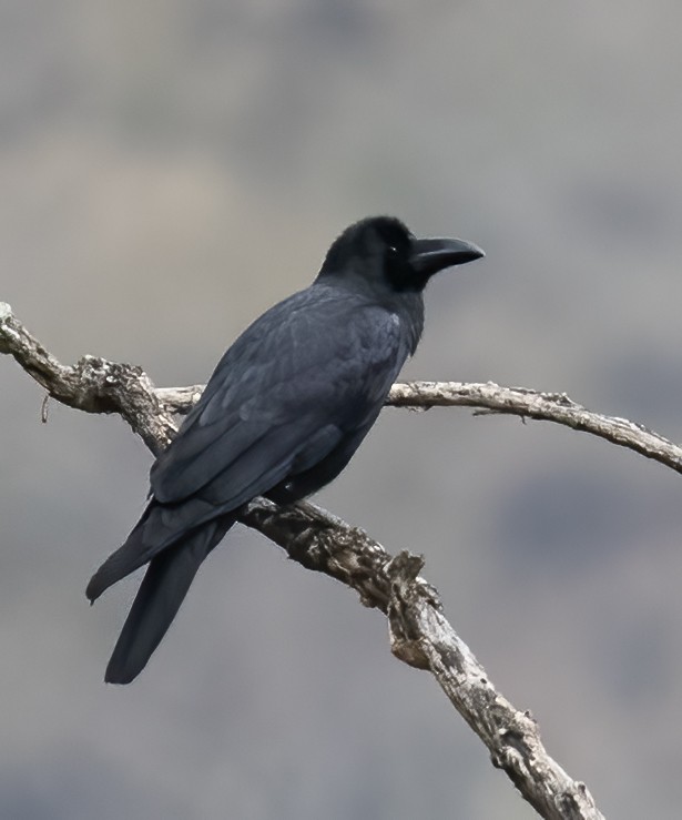 Large-billed Crow - ML619539896