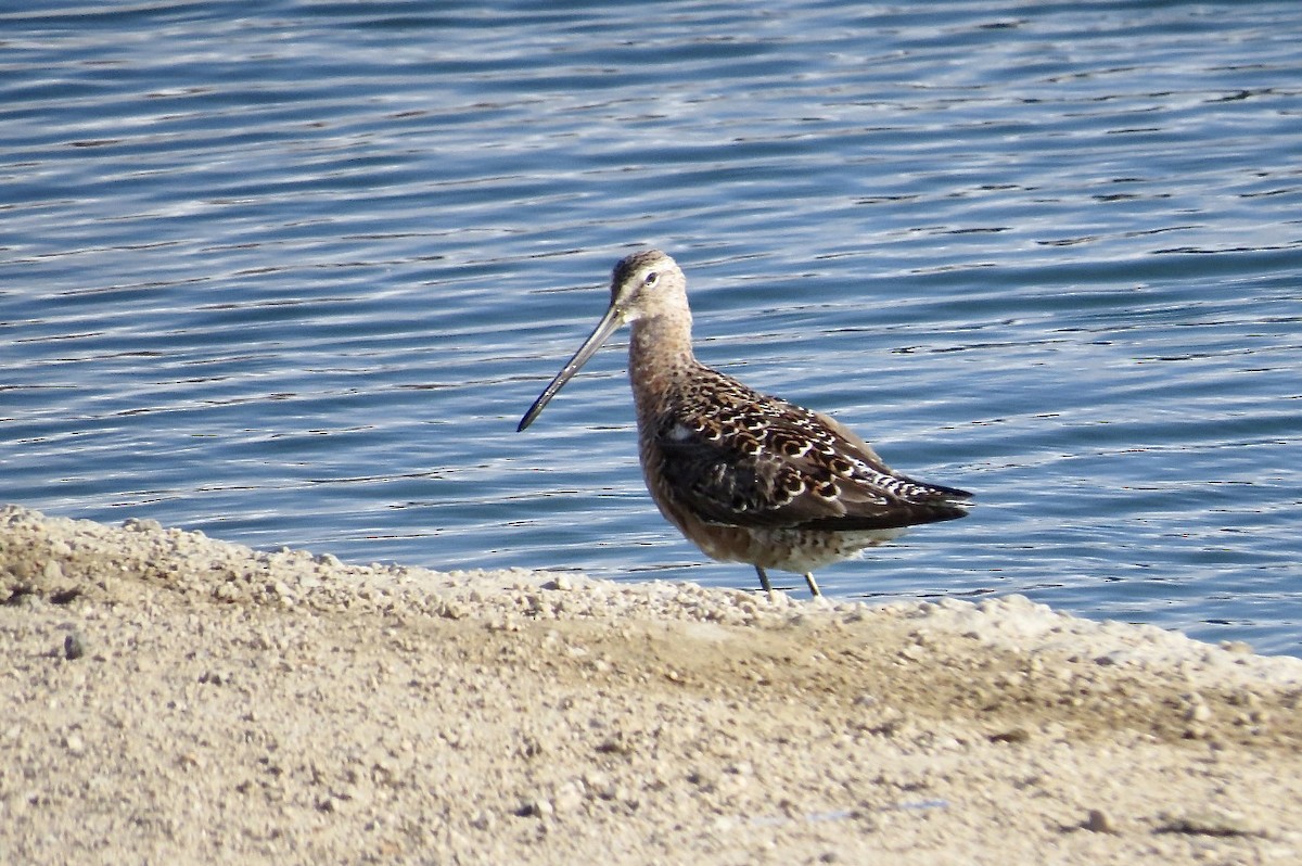 Long-billed Dowitcher - ML619539900