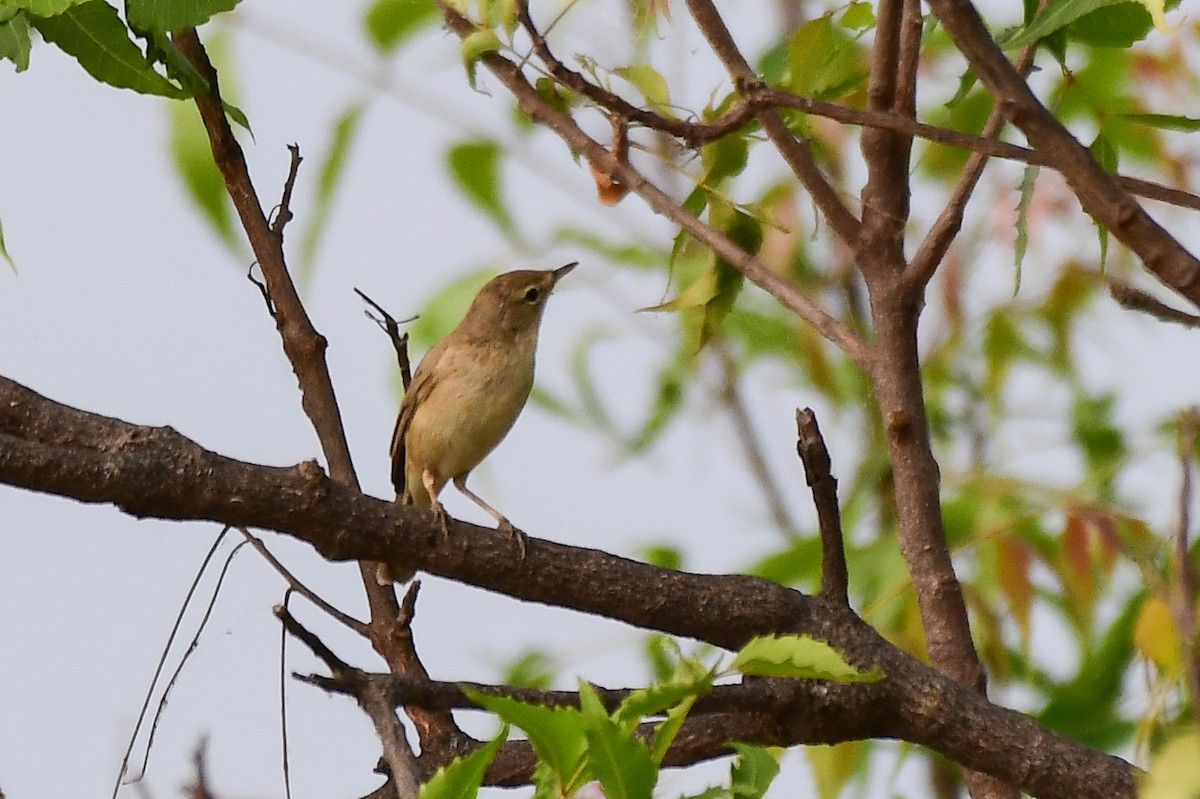 Booted Warbler - ML619539944