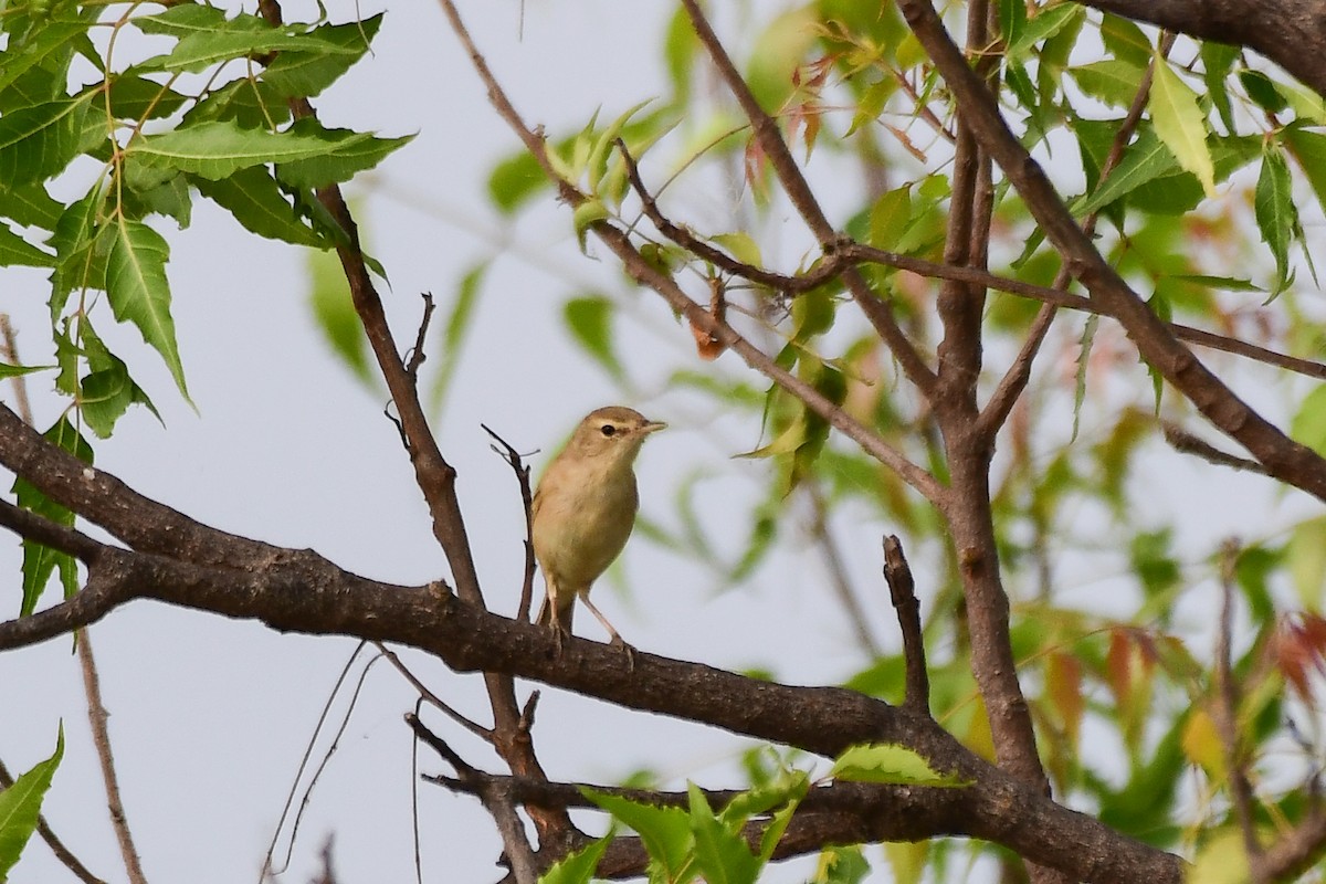 Booted Warbler - ML619539945