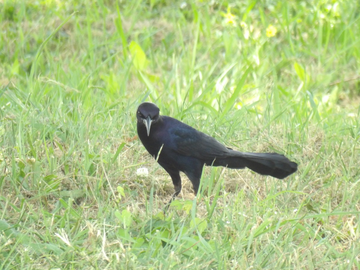 Boat-tailed Grackle - ML619539972