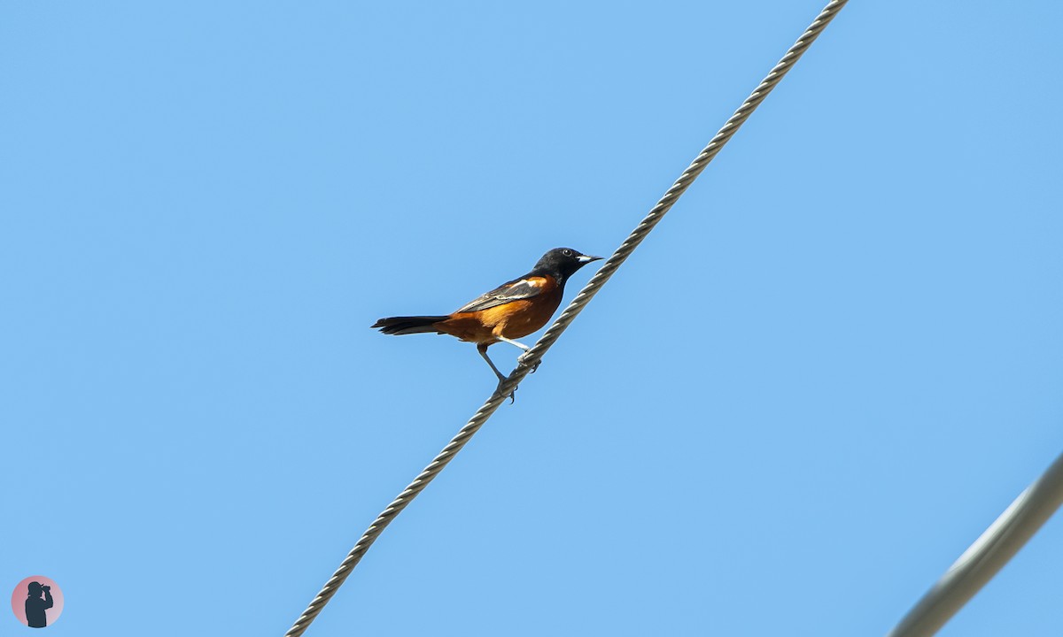 Orchard Oriole - ML619540026