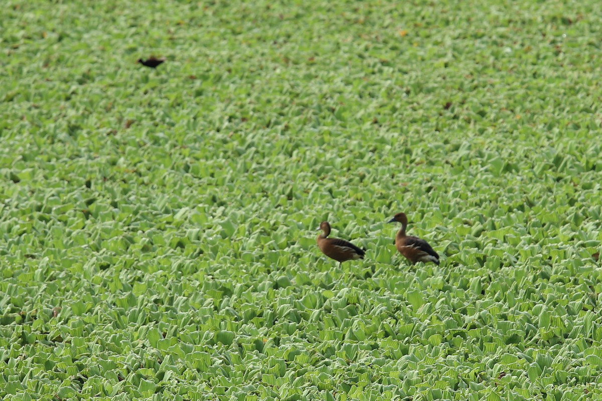 Fulvous Whistling-Duck - ML619540069