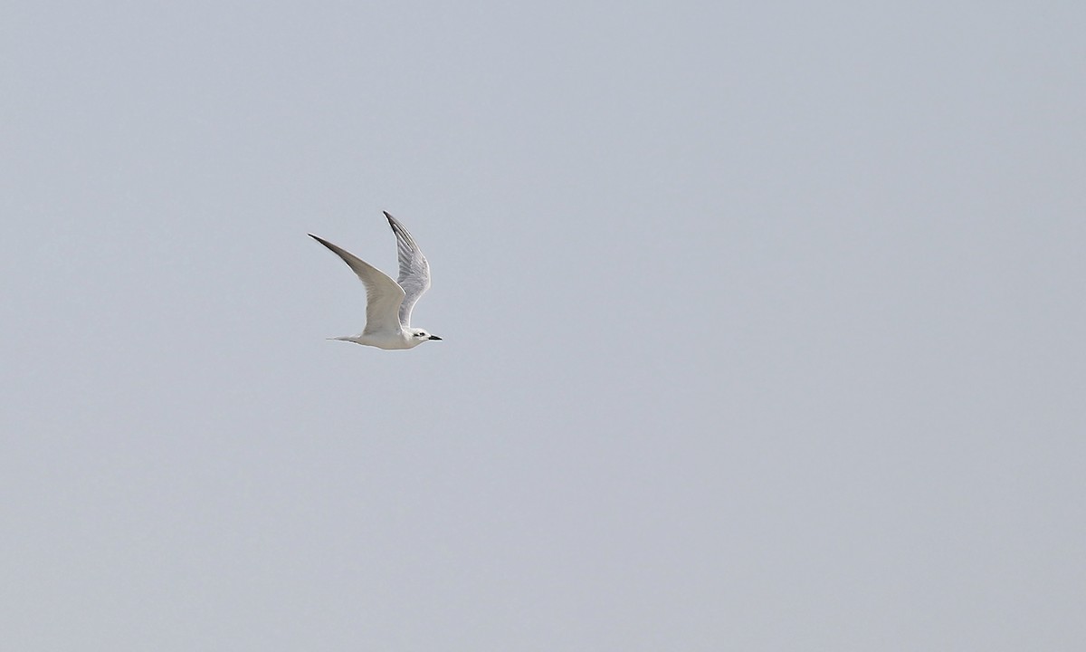Gull-billed Tern - ML619540111