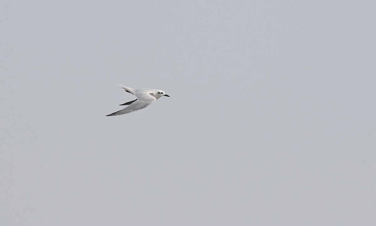 Gull-billed Tern - ML619540112
