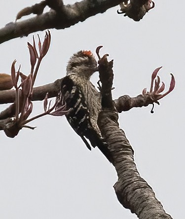 Gray-capped Pygmy Woodpecker - ML619540120
