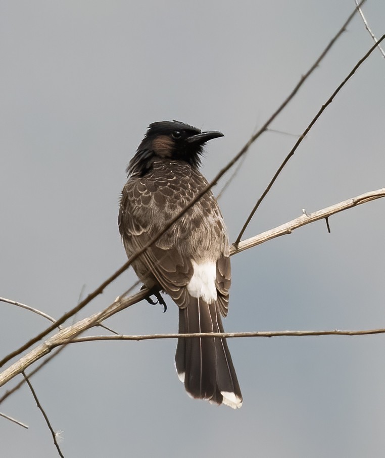 Red-vented Bulbul - ML619540145
