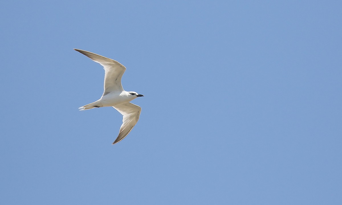 Gull-billed Tern - ML619540174