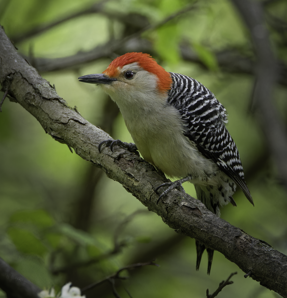 Red-bellied Woodpecker - ML619540192