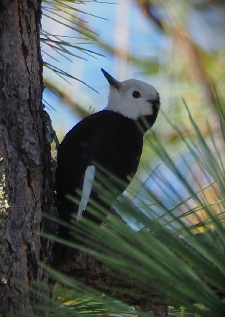 White-headed Woodpecker - ML619540230
