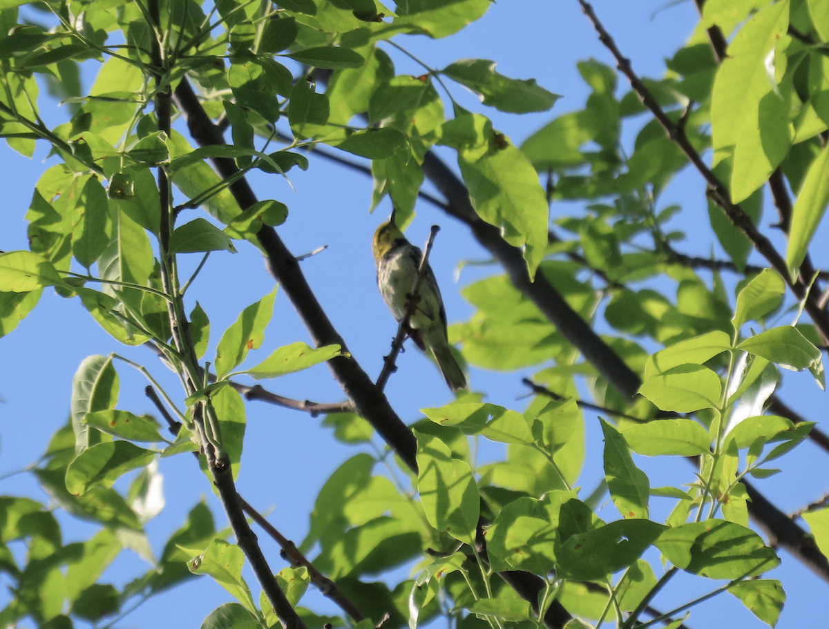 Black-throated Green Warbler - ML619540246